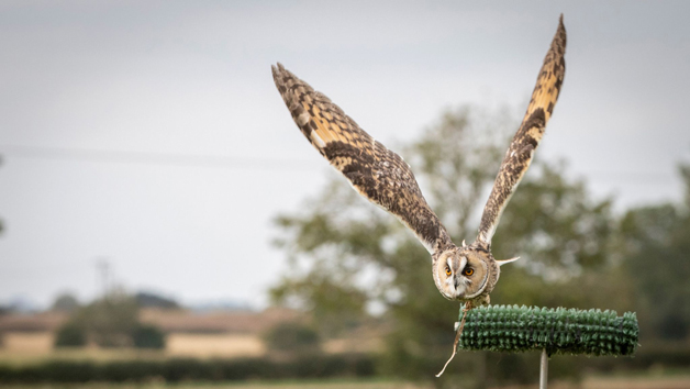 Introduction to Birds of Prey with BB Falconry Image 4