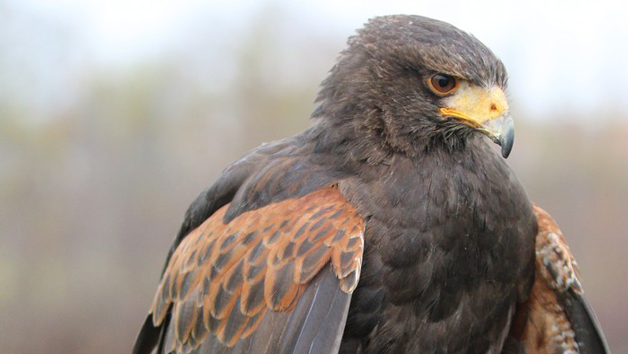 Introduction to Birds of Prey with BB Falconry Image 5