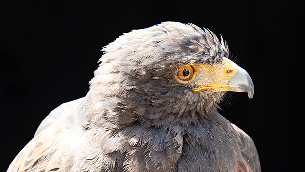 40 Minute Hawk Walk for Two at Millets Falconry Image 2