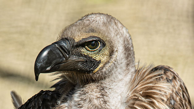 40 Minute Hawk Walk for Two at Millets Falconry Image 3