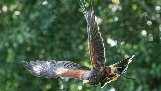 Private Bird of Prey Encounter for Two at Millets Farm Falconry Centre, Oxfordshire Image 2