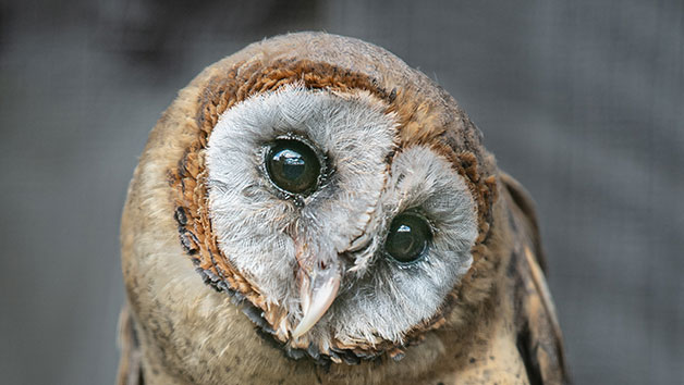 Photo Half Day for One at Millets Falconry Image 2