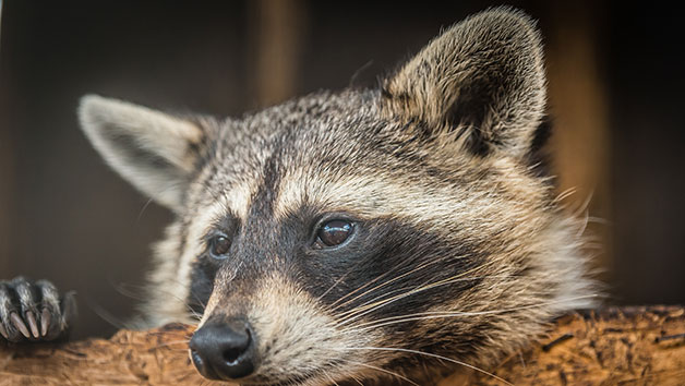30 Minute Raccoon Encounter For Two At Millets Falconry