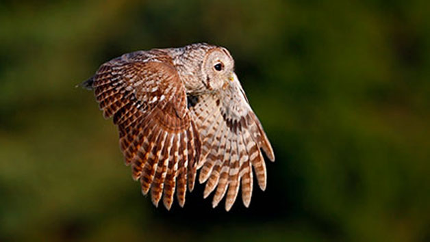 Owl Encounter for Two at Knockhatch Adventure Park Image 1