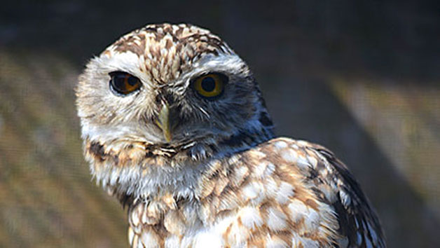 Owl Encounter for Two at Knockhatch Adventure Park Image 2