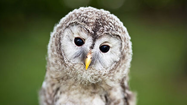 Owl Encounter for Two at Knockhatch Adventure Park Image 3