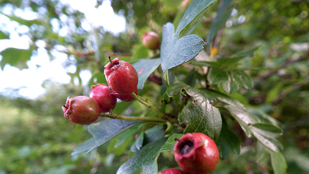 Foraging Walk for Two Image 5