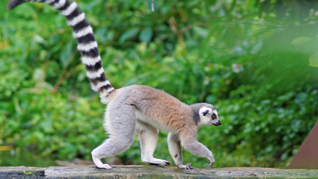 Click to view details and reviews for Meerkat And Lemurs Ultimate Family Animal Encounter At Northumberland College Zoo.