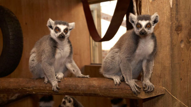 Meerkat and Lemurs Ultimate Family Animal Encounter at Northumberland College Zoo Image 2