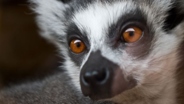 Meerkat and Lemurs Ultimate Family Animal Encounter at Northumberland College Zoo Image 3