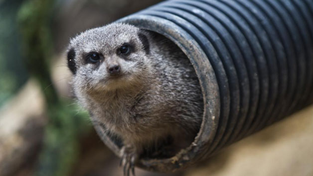 Meet the Meerkats at Northumberland College Zoo for Two Image 1