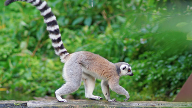 Lemur and Reptile Encounter for Two at Northumberland College Zoo Image 5