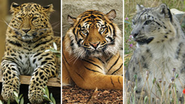 Big Cat Encounter and Afternoon Tea at Twycross Zoo for Two Image 1