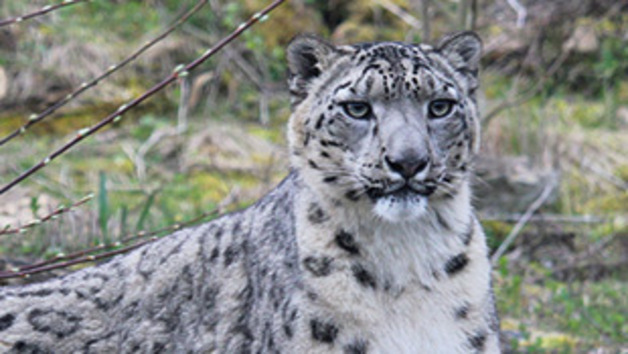 Big Cat Encounter and Afternoon Tea at Twycross Zoo for Two Image 3