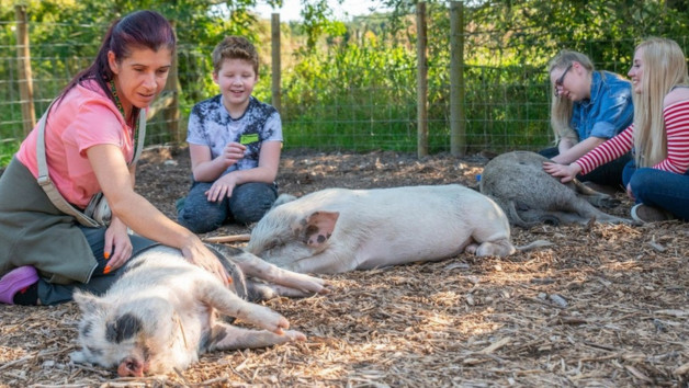 Piggy Pet and Play at Kew Little Pigs for Two picture