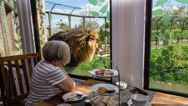 Paul Hollywood Afternoon Tea at The Big Cat Sanctuary for Two Image 1