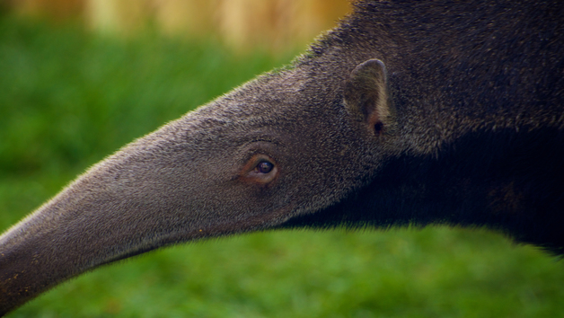 Giant Anteater Close Encounter Experience at Drusillas Park Zoo for One Image 2