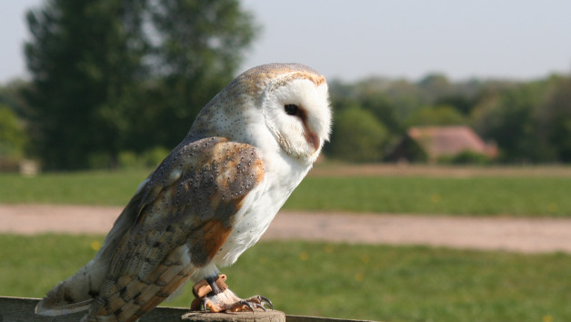 Bird of Prey Day in Warwickshire picture