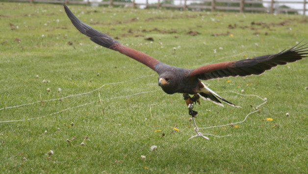 Bird of Prey Experience in Warwickshire picture