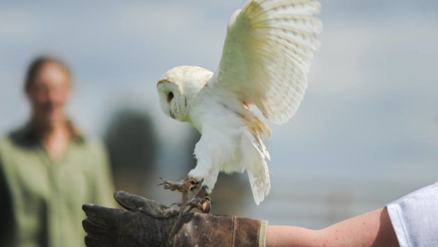 Introductory Falconry Session in Warwickshire for One picture