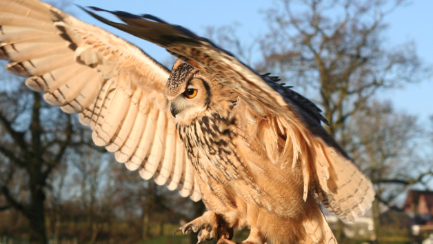 Bird of Prey Experience for Two in Warwickshire picture