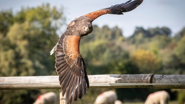 Hands-on Hawk Taster with BB Falconry picture