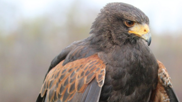 60 Minute Hands On Falconry Taster with BB Falconry for One picture