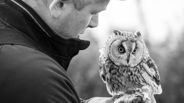 Owl Encounter in Derbyshire for One with BB Falconry picture