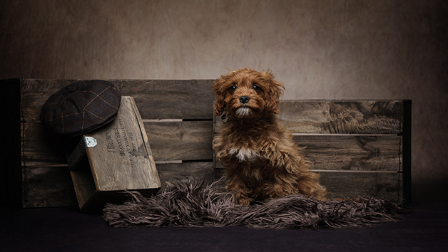 Click to view details and reviews for Pet Portrait Photoshoot.
