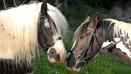 Introduction to Horse Riding in Nottinghamshire Image 2