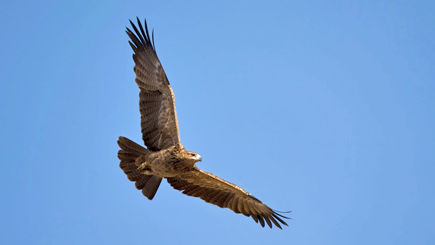 Bird Of Prey Experience In Warwickshire