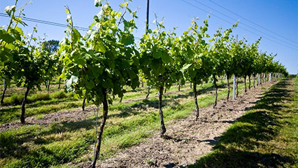 Meet the Winemakers Tour for Two at Court Garden Vineyard Image 2