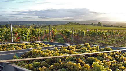 Click to view details and reviews for English Vineyard Tour Wine Tasting And Lunch For Two.