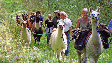 Click to view details and reviews for Family Llama Experience For Two Adults And Two Children.