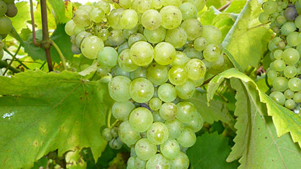 Vineyard Tour and Wine Tasting for Two at Carr Taylor Vineyard, West Sussex Image 1