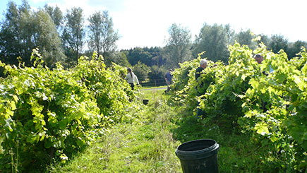 Vineyard Tour, Lunch and Wine Tasting for Two in East Sussex Image 2