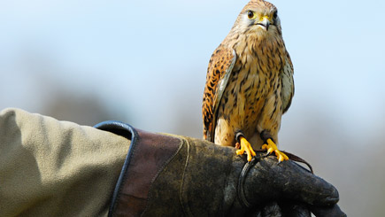 Bird Of Prey Falconry Day