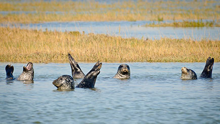 Secret Seal Safari in Dover, Kent Image 2