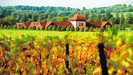 Vineyard Tour, Wine Tasting and Buffet Lunch for Two at Denbies Vineyard Image 1