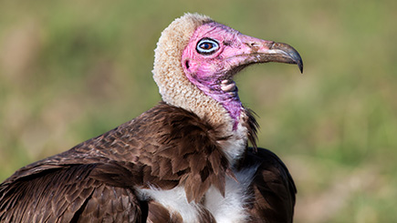 Falconry Insight Day Image 3