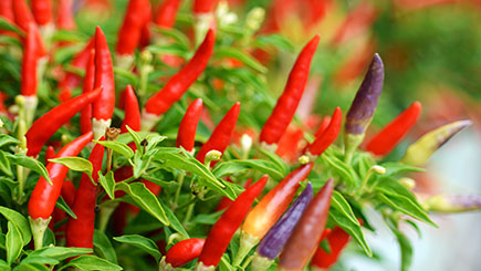 Chilli Grower Workshop for Two