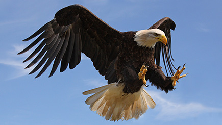 Ultimate Half Day Eagle Experience in Bedfordshire