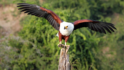 Ultimate Half Day Eagle Experience in Bedfordshire Image 2