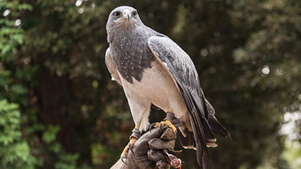 Little and Large Falconry Experience in Bedfordshire