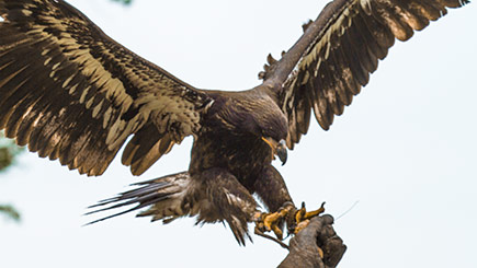 Little and Large Falconry Experience in Bedfordshire Image 3