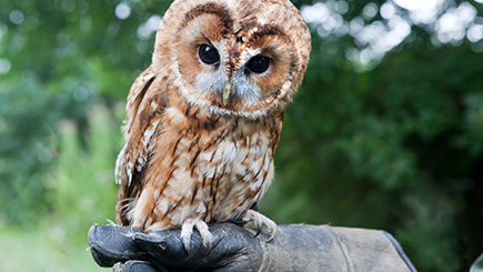 Bird of Prey Experience in Warwickshire Image 3