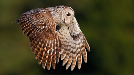 Bird of Prey Falconry Experience for One at The Hawking Centre in Kent Image 2