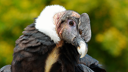 Little and Large Falconry Experience in Bedfordshire Image 2