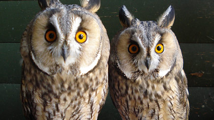 Owl Encounter in Bedfordshire Image 1