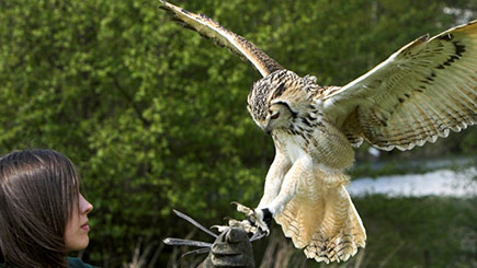 Owl Encounter in Bedfordshire Image 2